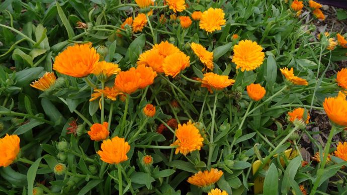 Calendula ‘Powerdaisy’ Tango, classé parmi les rampants . Il s’est montré très «résistant» au mildiou